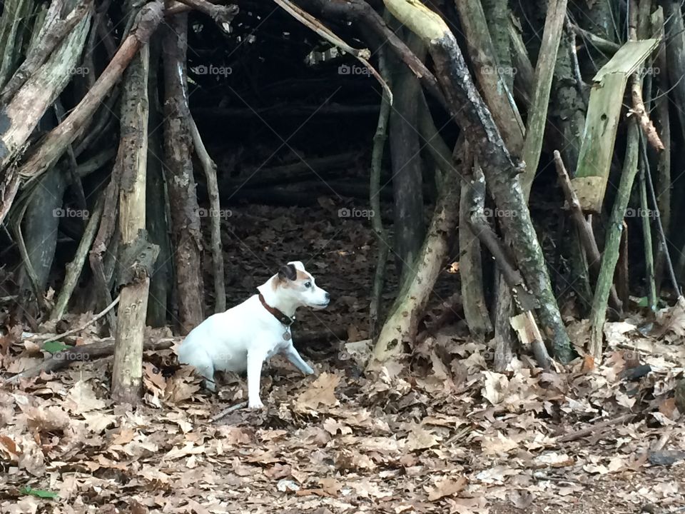 Dog "Aagje" in the forrest