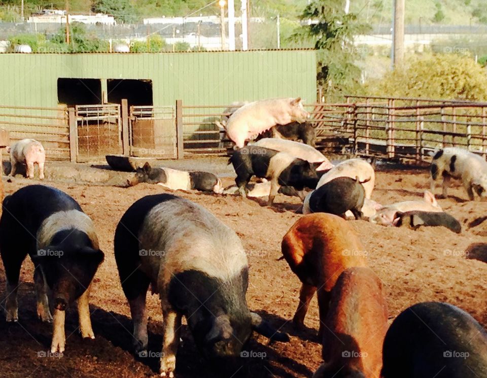 Pigs in barnyard