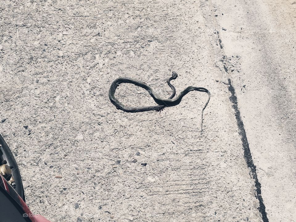 crushed snake