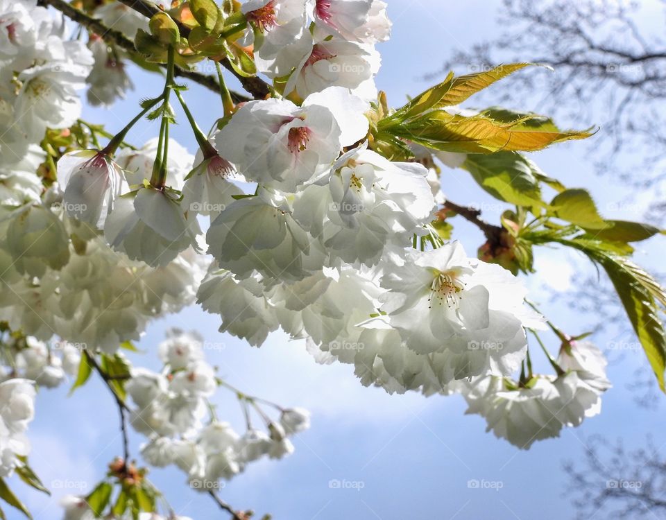 Blooming cherry blossom flowers