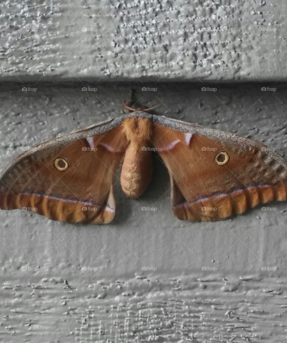 Moth