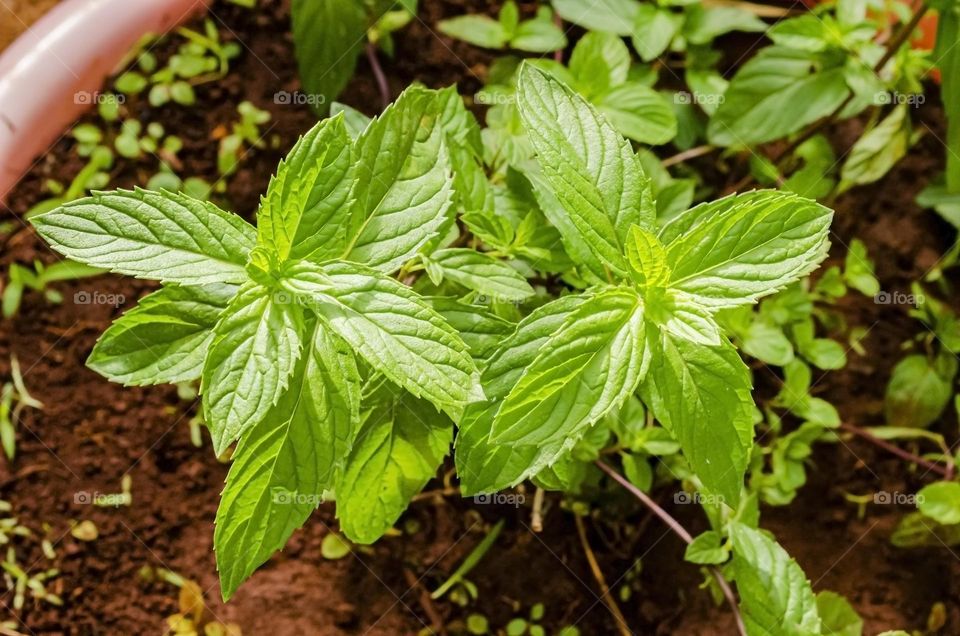 Black Mint Plant