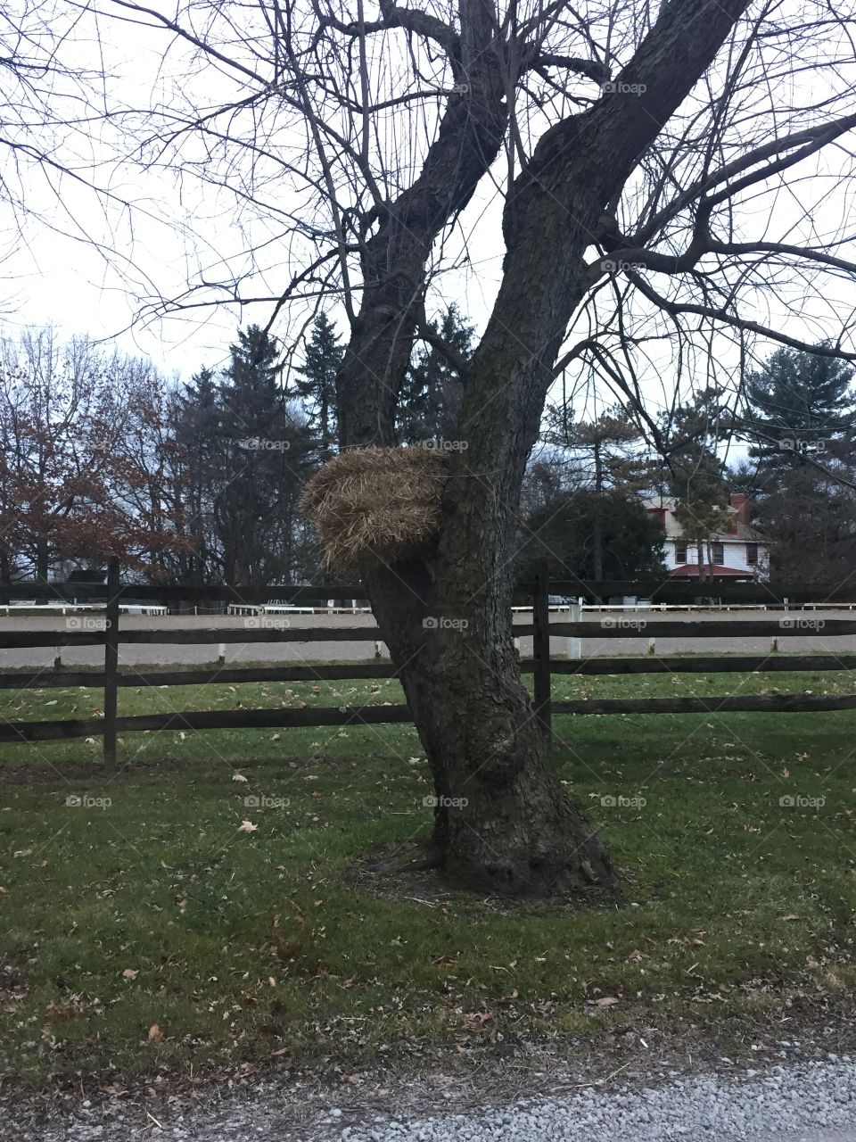 Hay tree