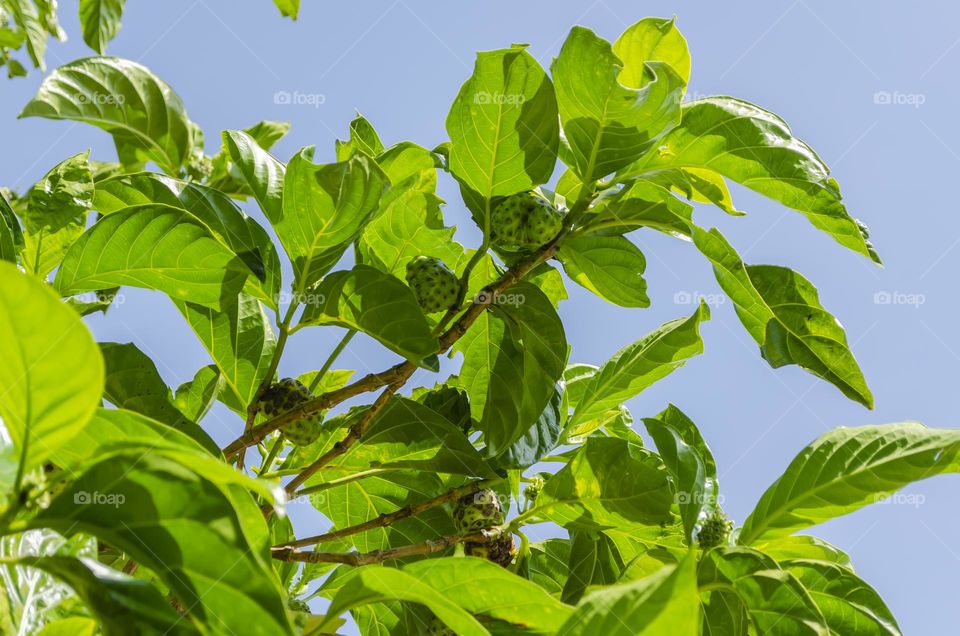 Looking Up At A Noni Tree Branch