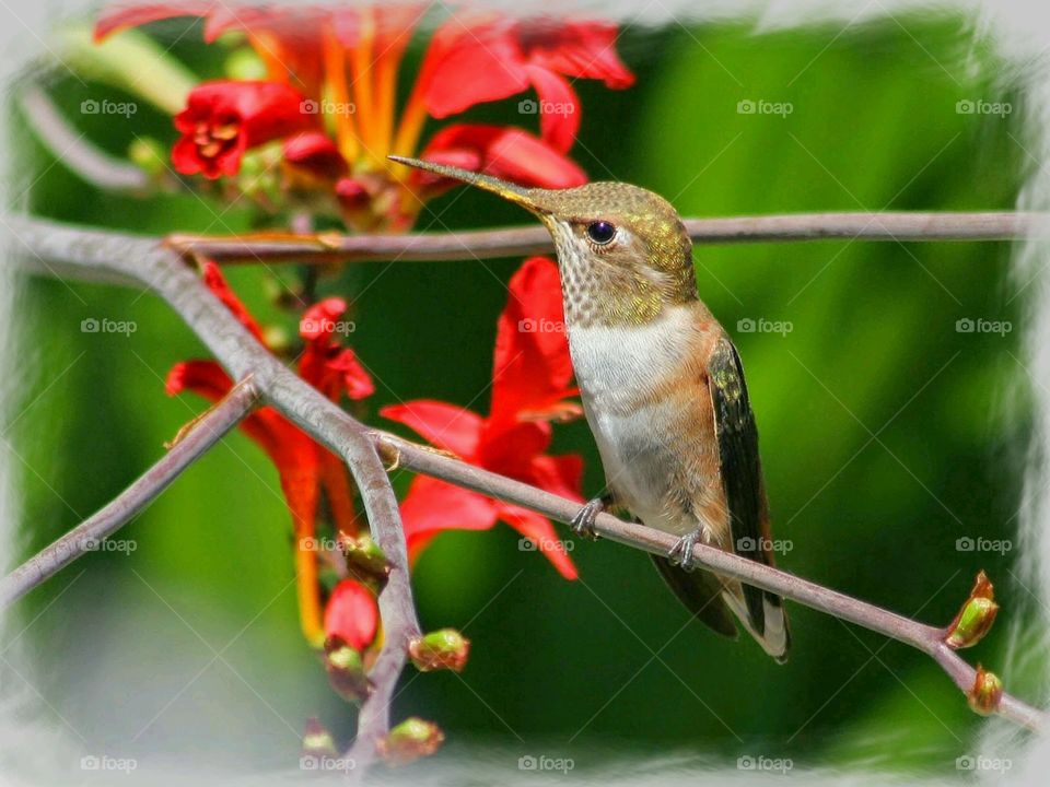 Hummingbird . Seen in my Aunt's Garden 