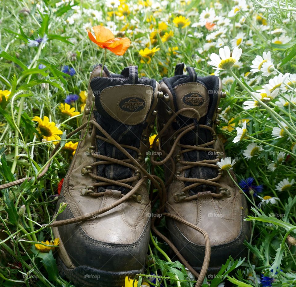 Little hike to a picnic spot where the wild flowers are in full bloom ...