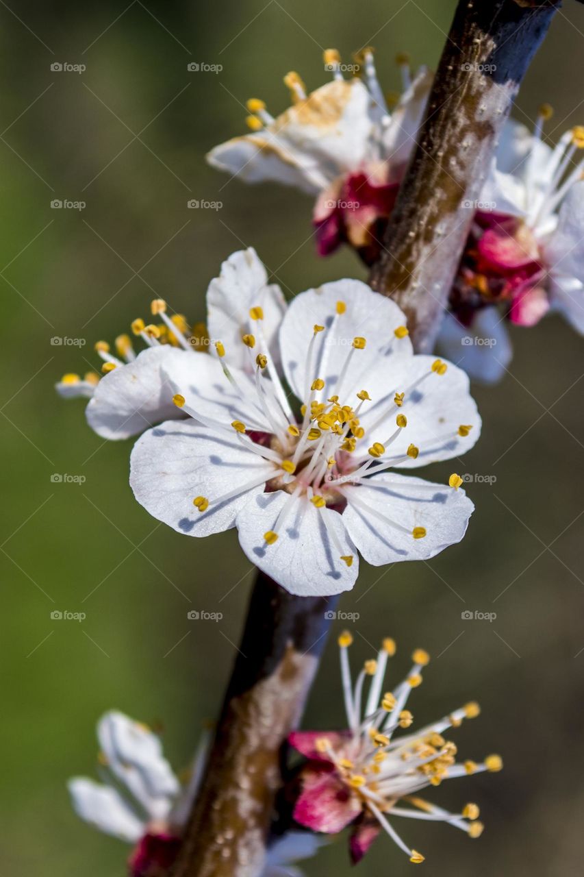 Apricot flower.