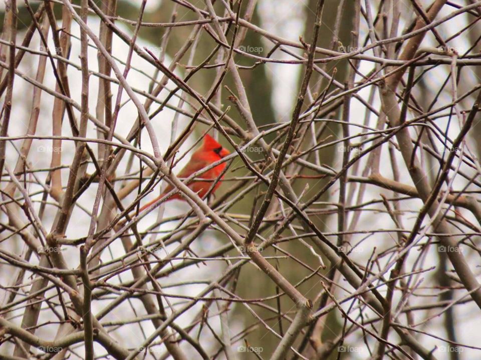 Cardinal in branch Jigsaw