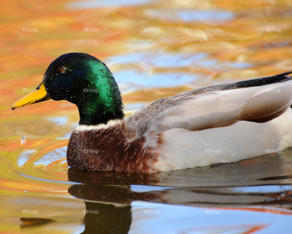 bird duck mallard mallard duck by lightanddrawing