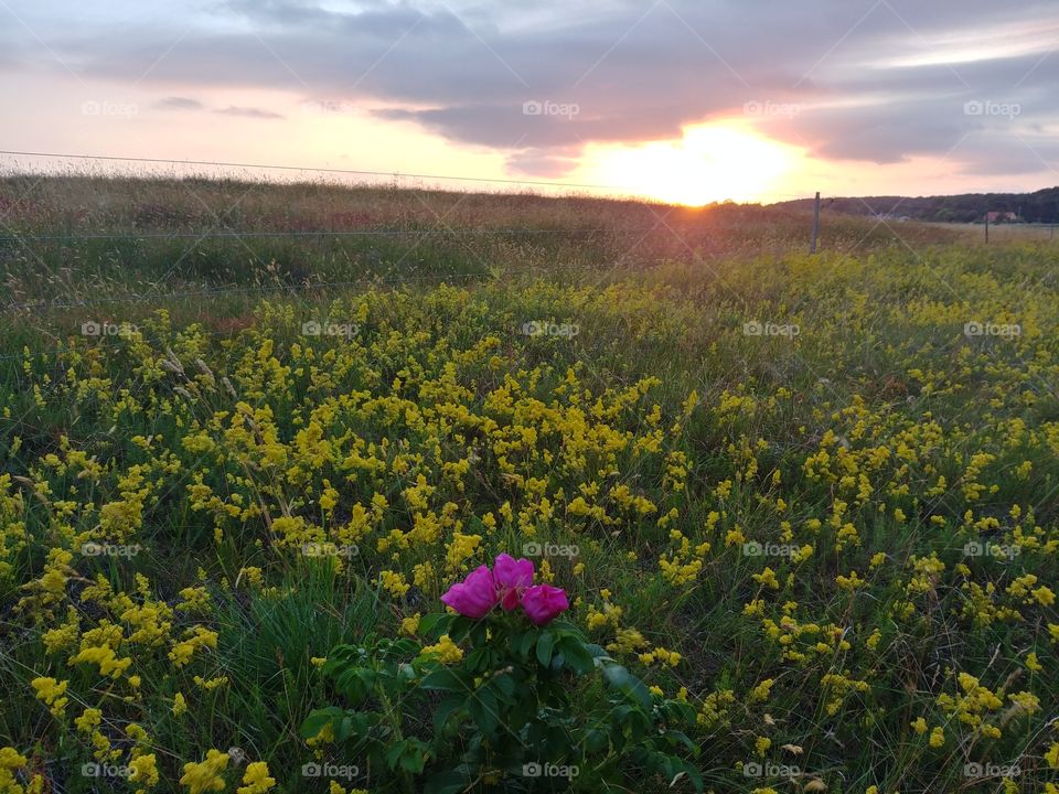 Wiese flower Land Sonne Sonnenuntergang sunset country sky himmel yellow friedlich