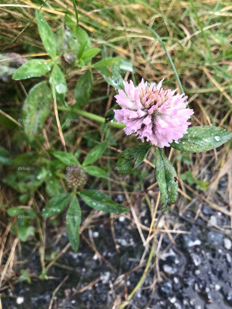 Beautiful light pink flower.