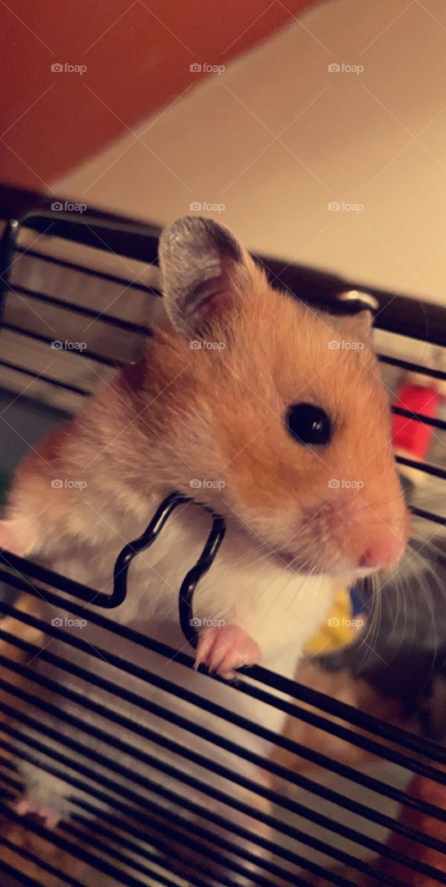 Darling Jeemi - our wee hamster that passed away last year. We miss you loads Jeemi ❤️