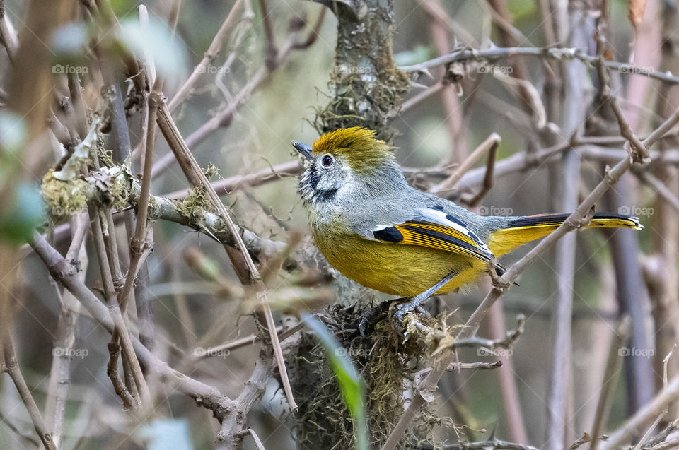 Bird ID - Bar-throated Minla 