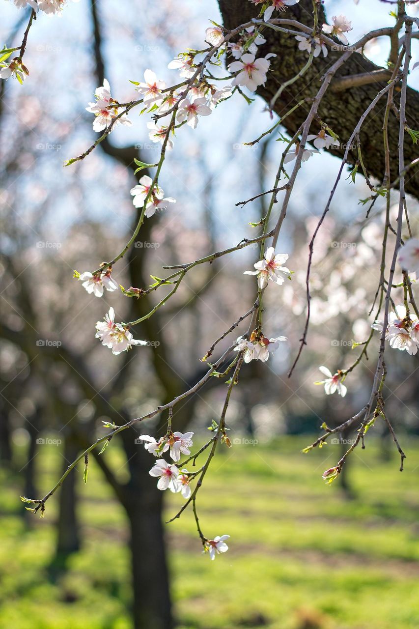 Close up photo of an almond tree blossoming