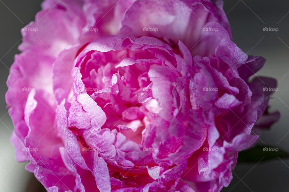 Macro shot of pink blooming peony at the garden