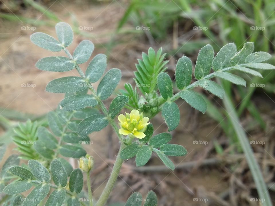 Yellow flower plant with beautifull lives in field.