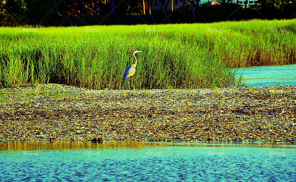 Wetlands 
