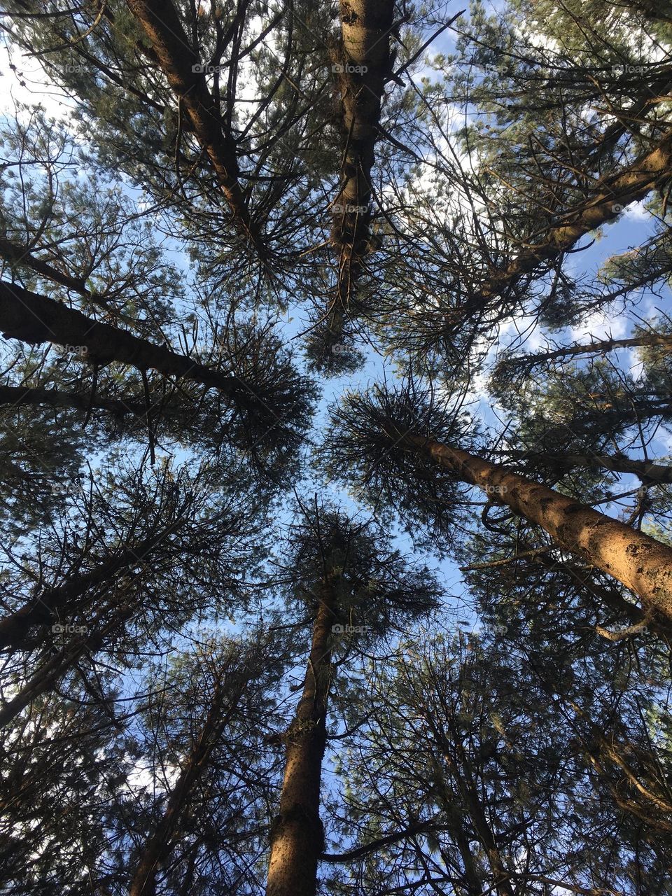 🇺🇸 Between trees, the sky seems to be closer between us. How beautiful is our nature! / 🇧🇷 Entre árvores, o céu parece estar mais próximo entre nós. Que beleza a nossa natureza!