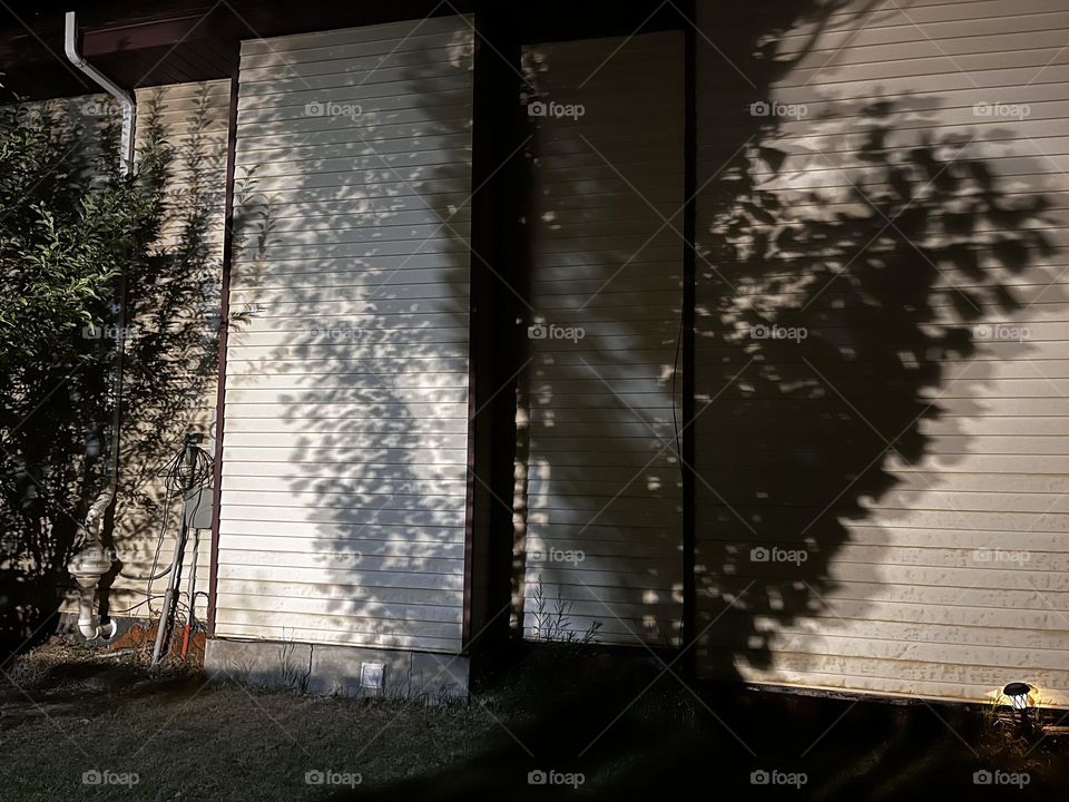 Trees casting multiple shadows