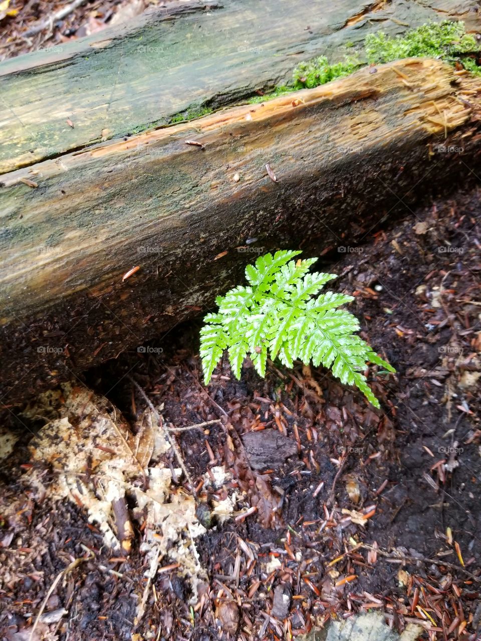 New life. Fern looks like its growing from the decaying tree.