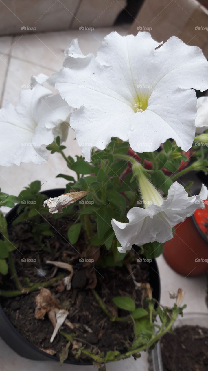 petunias blancas