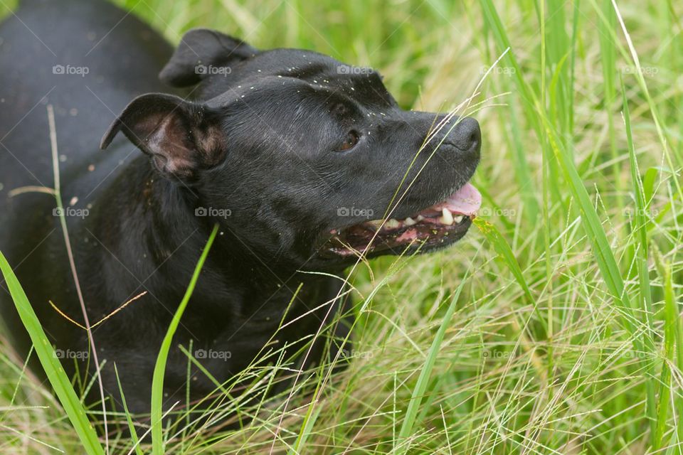 Staffy Playing in the Grass