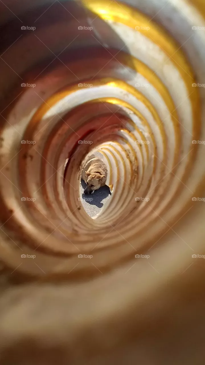 dog