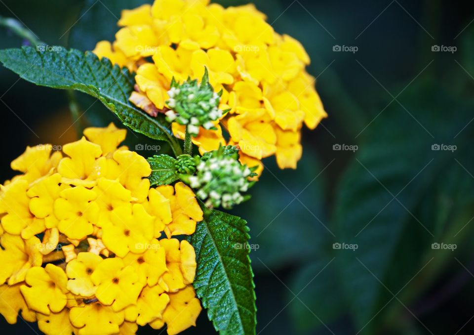 Gorgeous, tiny petals 