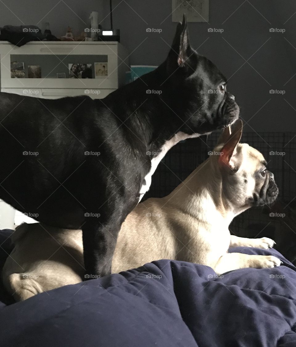 Frenchie Intensity. When there’s commotion outside the window, these two will make sure they know what’s going on in the neighborhood. 
