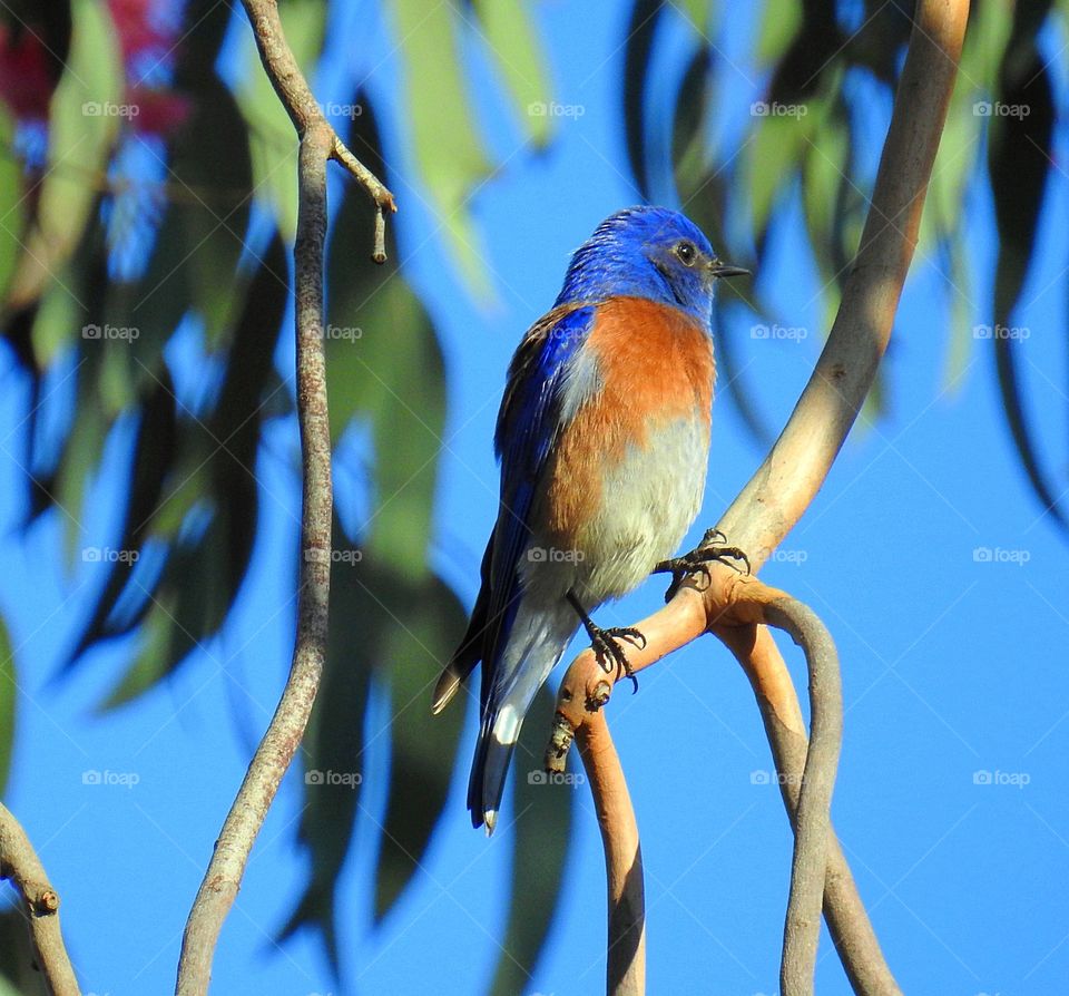 Kingfisher perching on branch