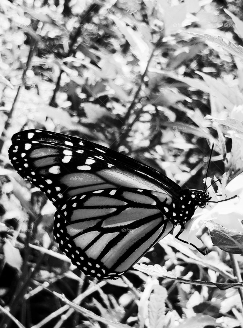 butterfly in black and white