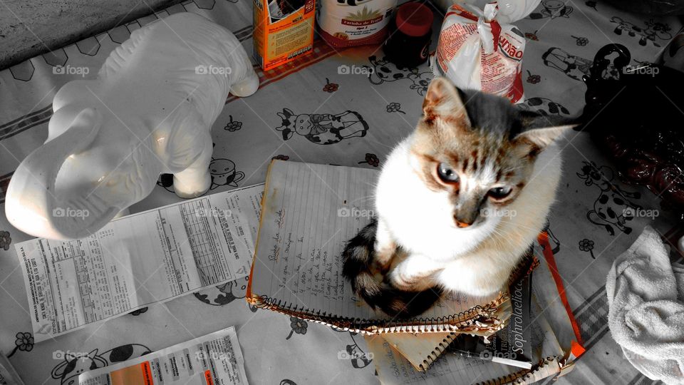 Um gato sobre livros/cadernos de receitas. Com medo do cachorro.