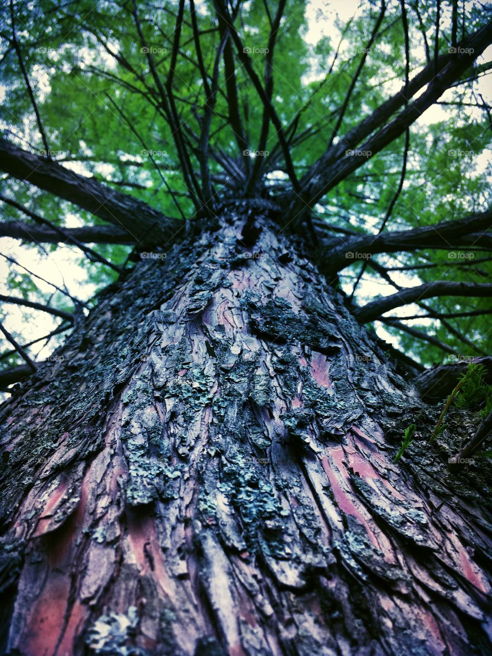 Beautiful tree with many branches, similar to the amount of paths we can take in life.