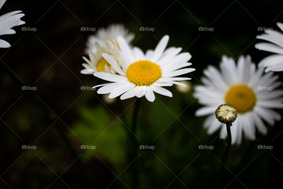 camomiles, white and yellow