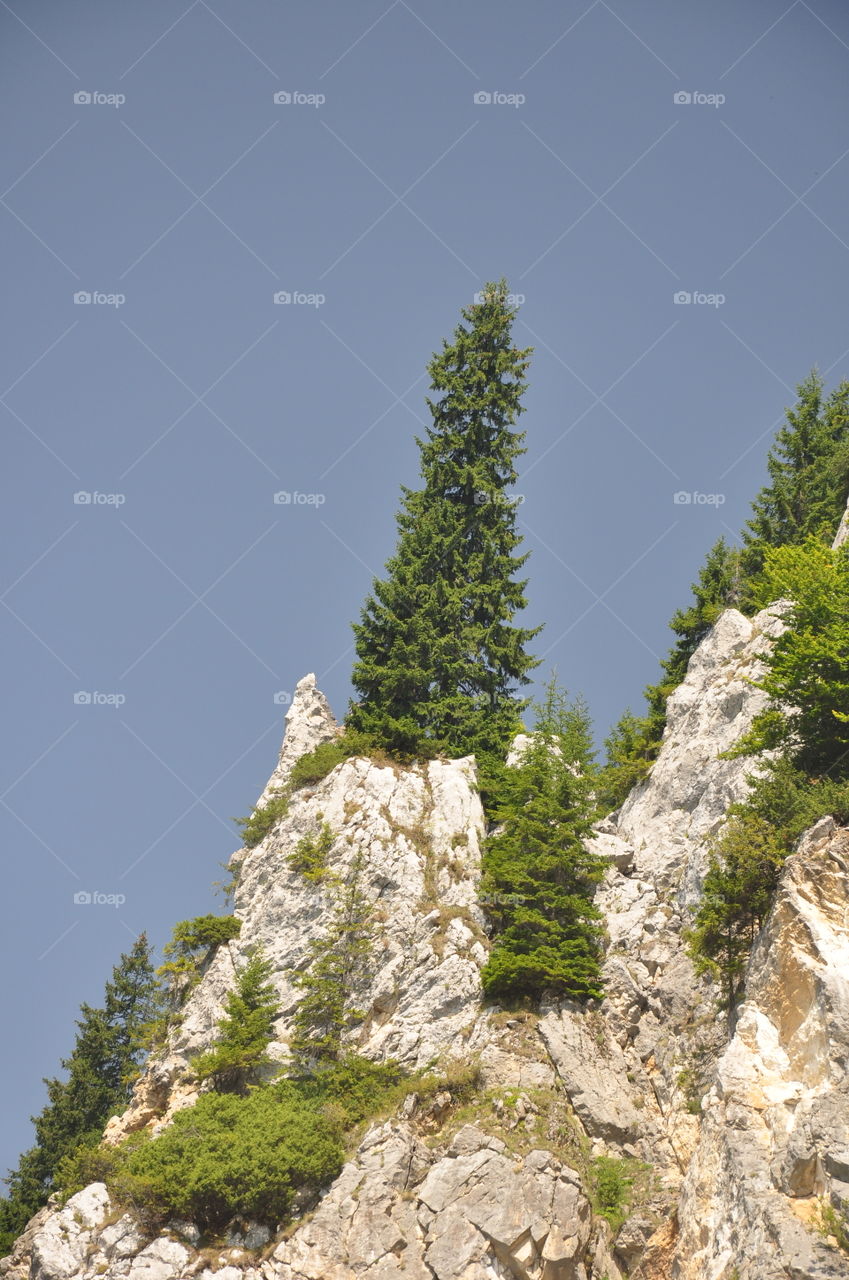 spruce tree on the rocks