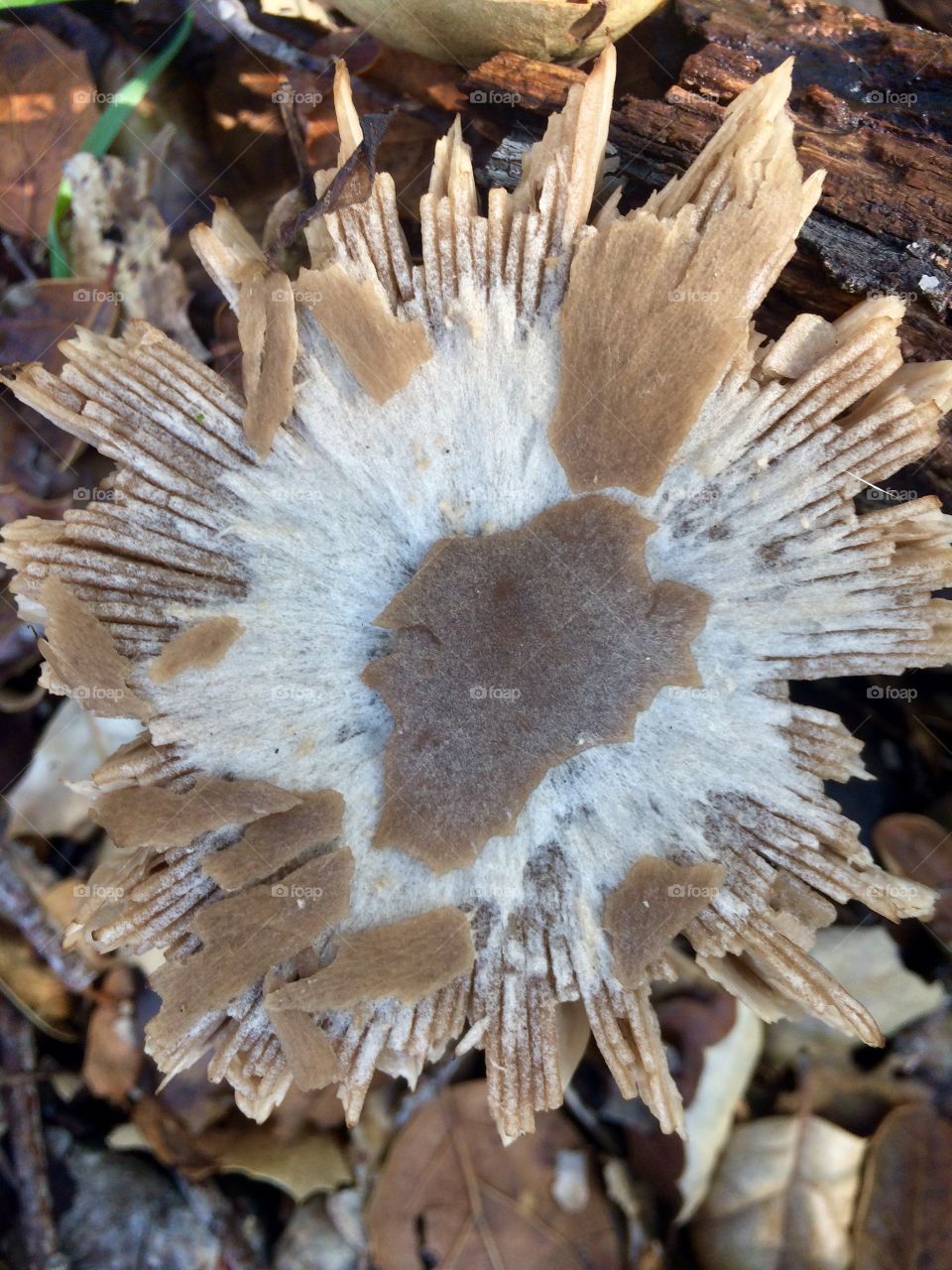 Weathered mushroom 
