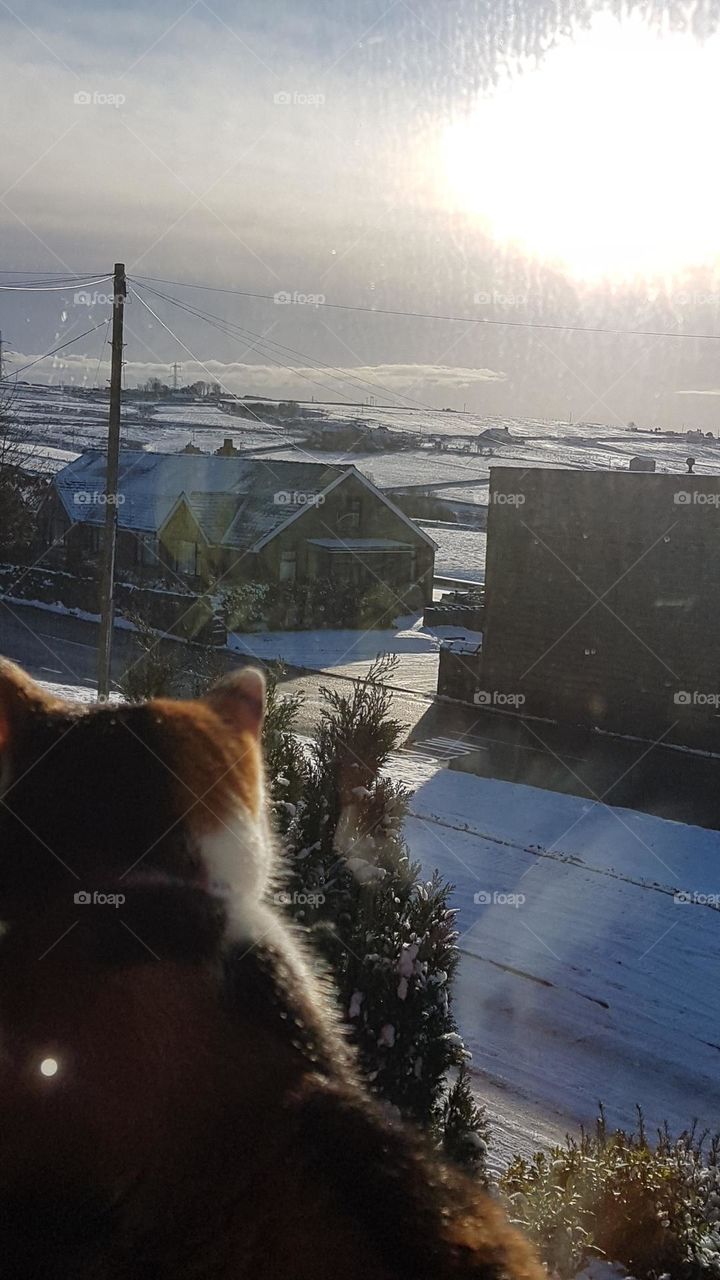 Cat looking out the window on a winters day