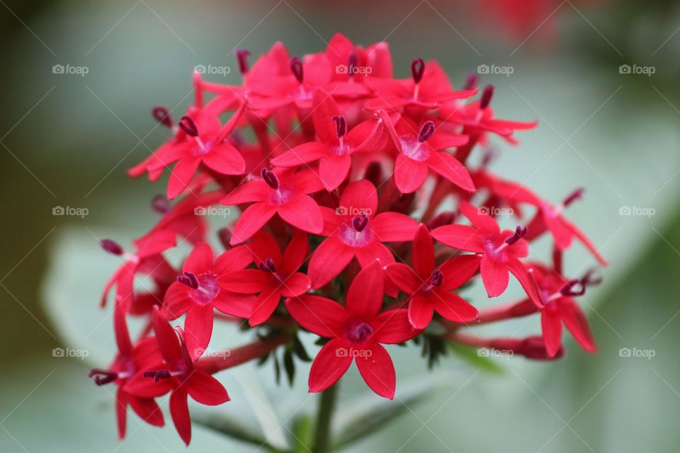 | red flower |