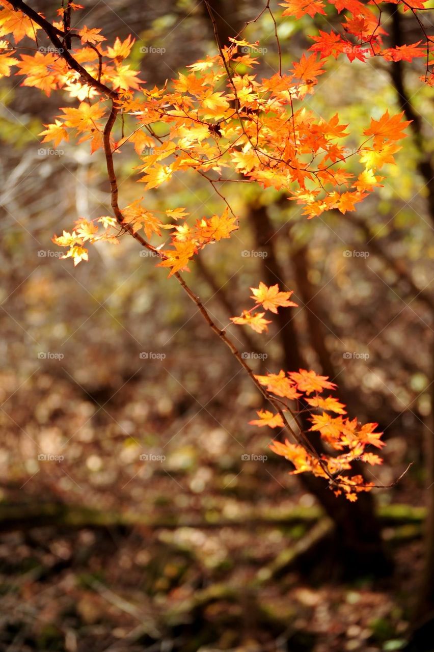 Beautiful maple leaves