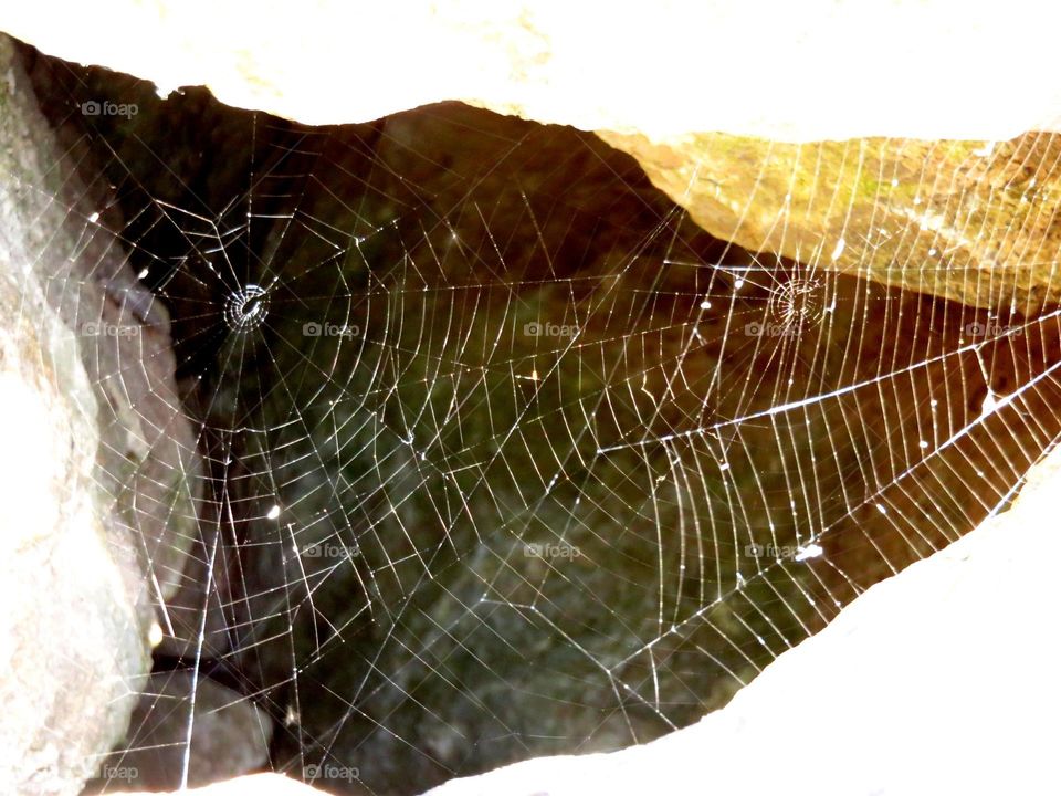 spider's web