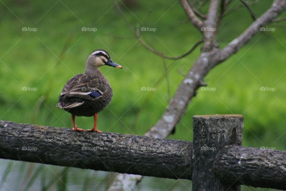 Duck