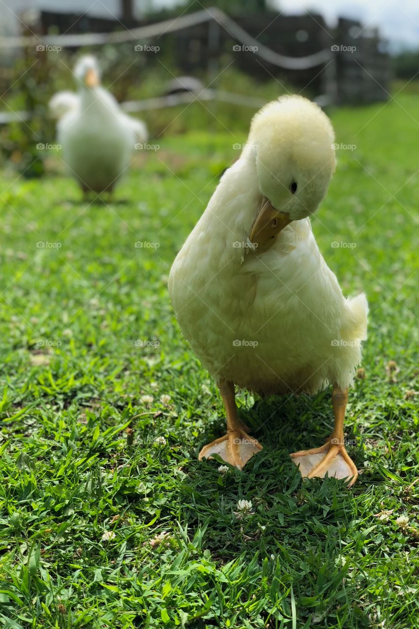 Tiger the duck cleans his feathers