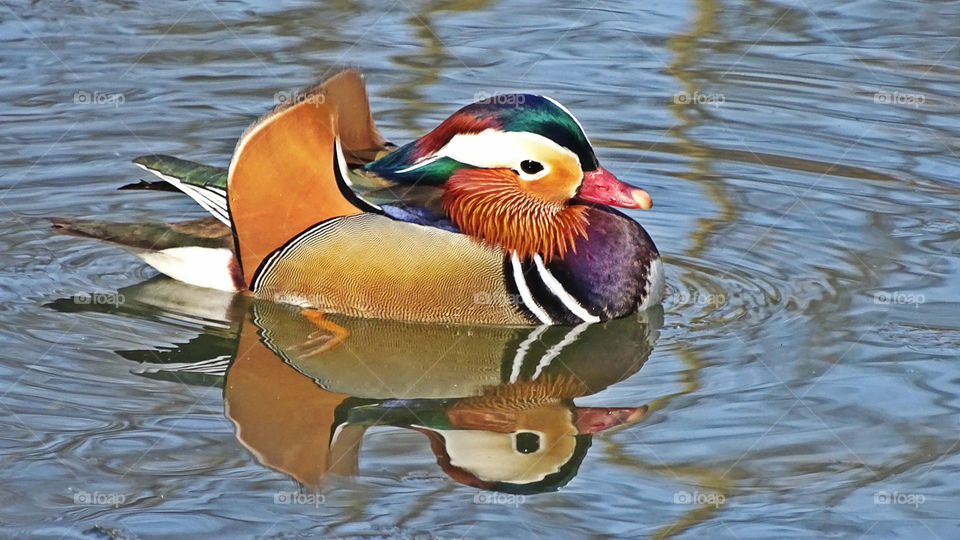 Beautiful colorful duck.