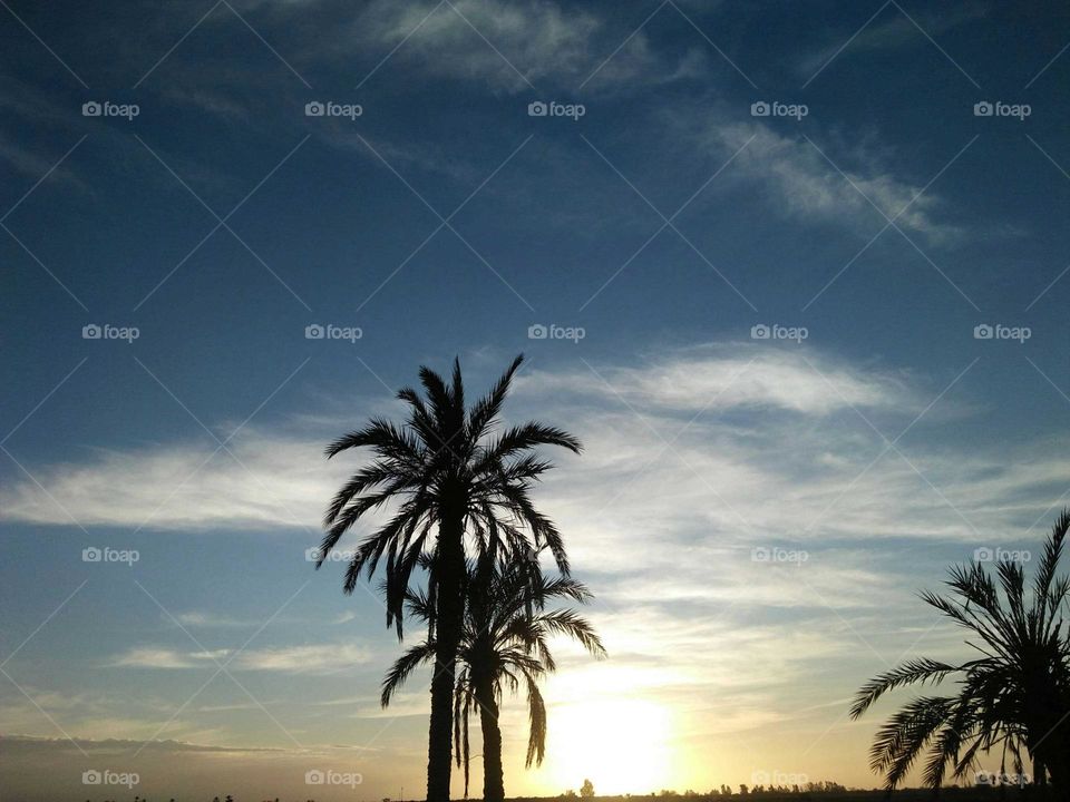 Beautiful sunset and palm trees embraced blue and white sky.