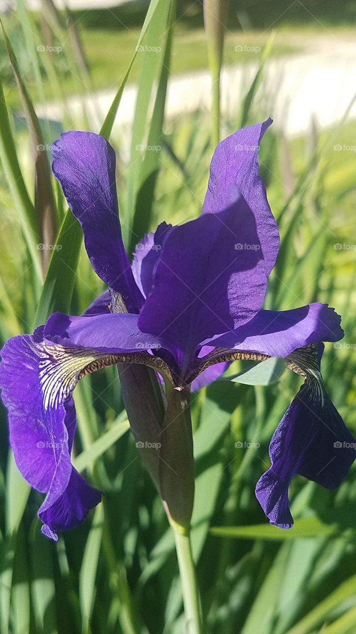 Siberian iris
