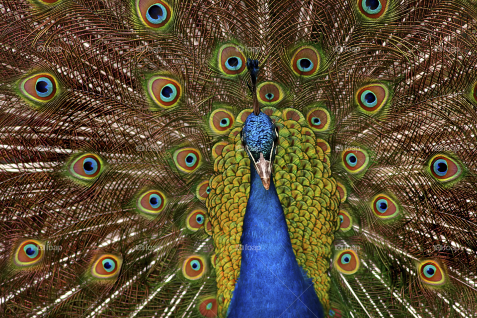 Peacock, Feather, Bird, Tail, Zoo