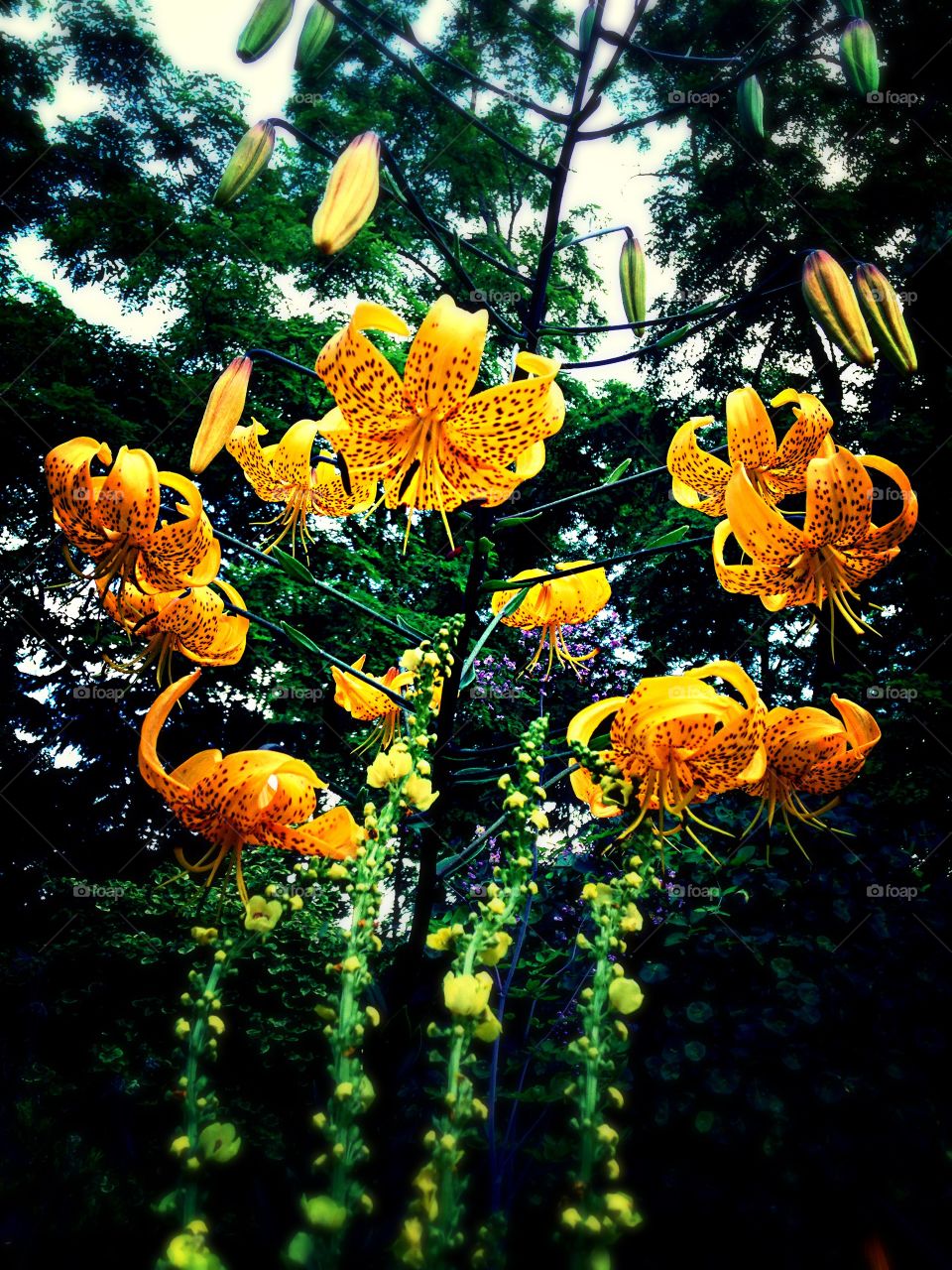 Tiger Lilies. Lilies in bloom in my garden