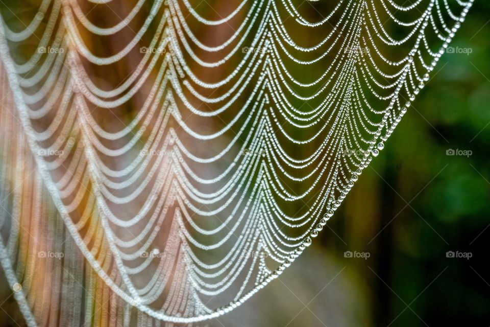 Dew formation along the delicate strands of a spiderweb illustrates the artistry of Mother Nature. 