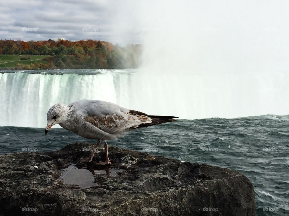 The bird at Niagara Falls