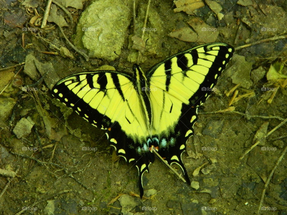 butterfly in dirt